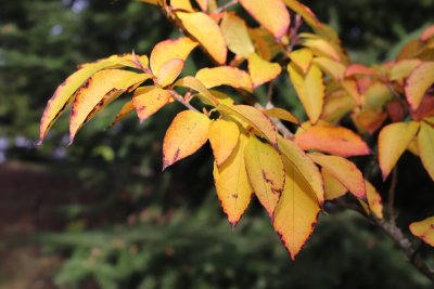 Stewartia sinensis - stevartie čínská - listy podzim